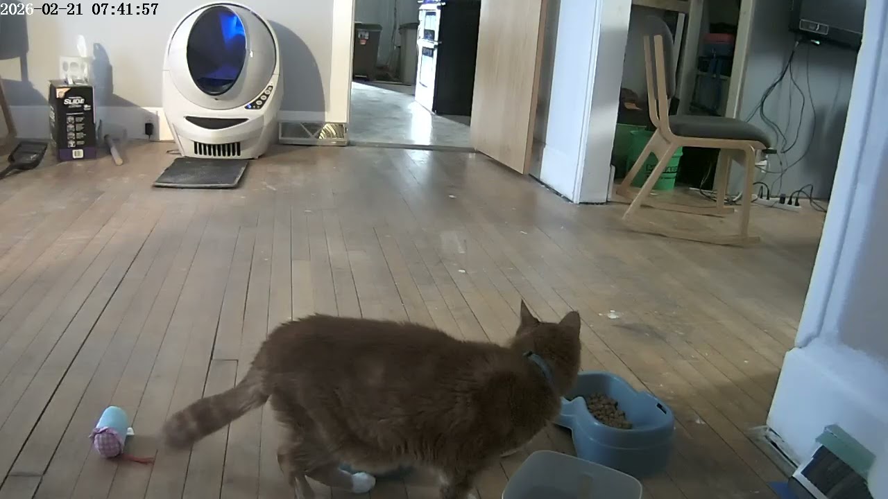 🐈 Happy Caturday from far away Tido 😭