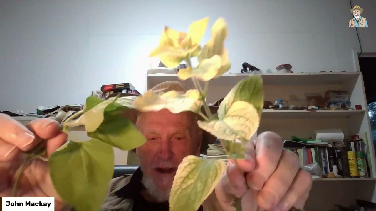 Plants Show Excellent Design! #viral #plants #evolution