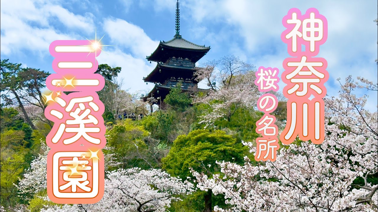 【三溪園】神奈川県横浜の桜の名所、三溪園を散歩！ Japan Cherry Blossom(Sakura) Spot Sankeien