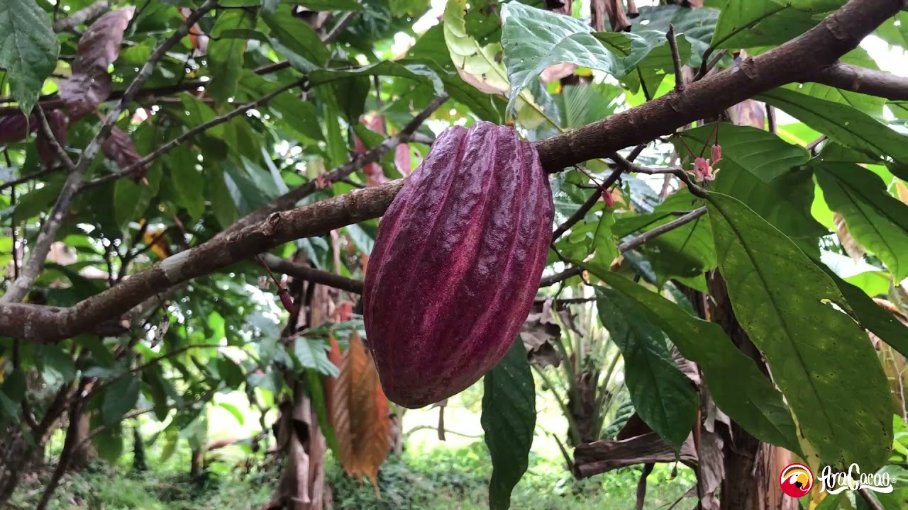 Visitando una Finca de Cacao (Episodio 1)