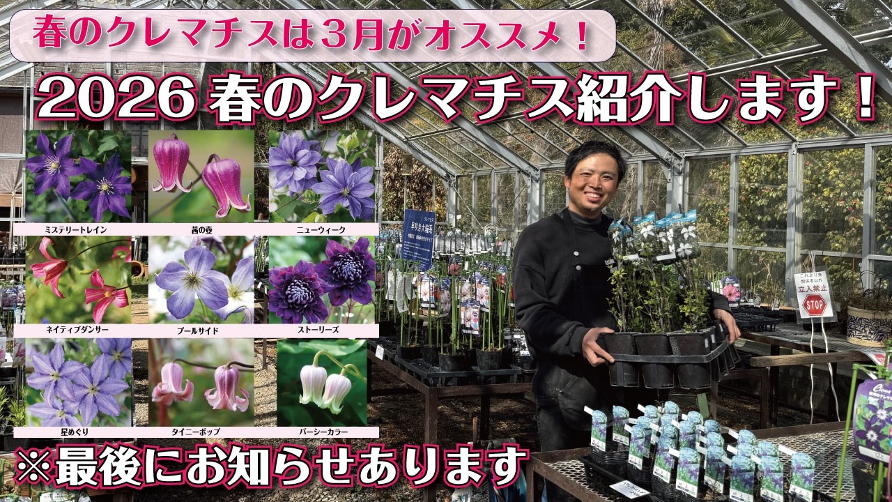【はじめてでも安心な品種あります！】2026年のクレマチス紹介します！