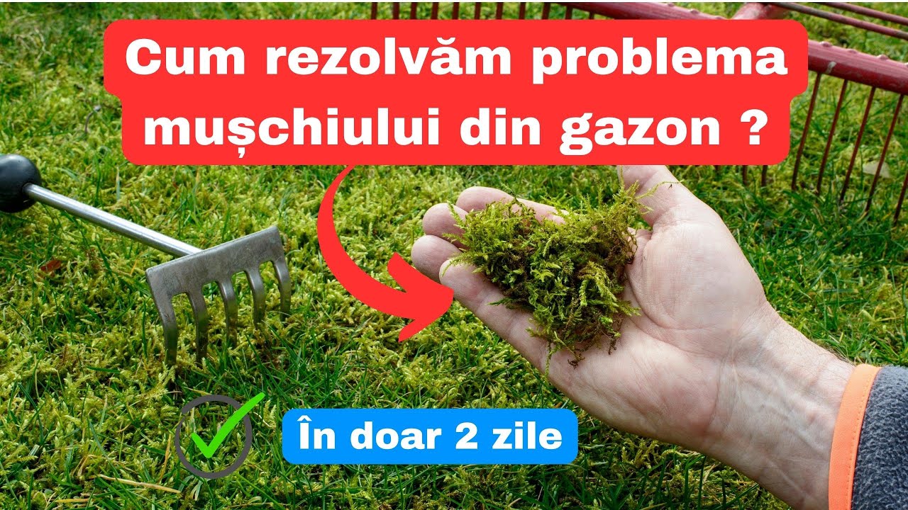 Mușchi în gazon după toamna. Ce trebuie să faci ca să scapi de el?