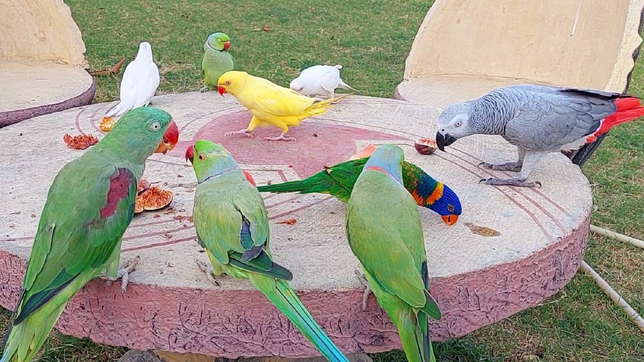 Super Cute and Amazing Parrots