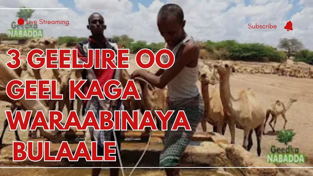 3 Geeljire oo Luuq Geel Kaga Waraabinaya Bulaale