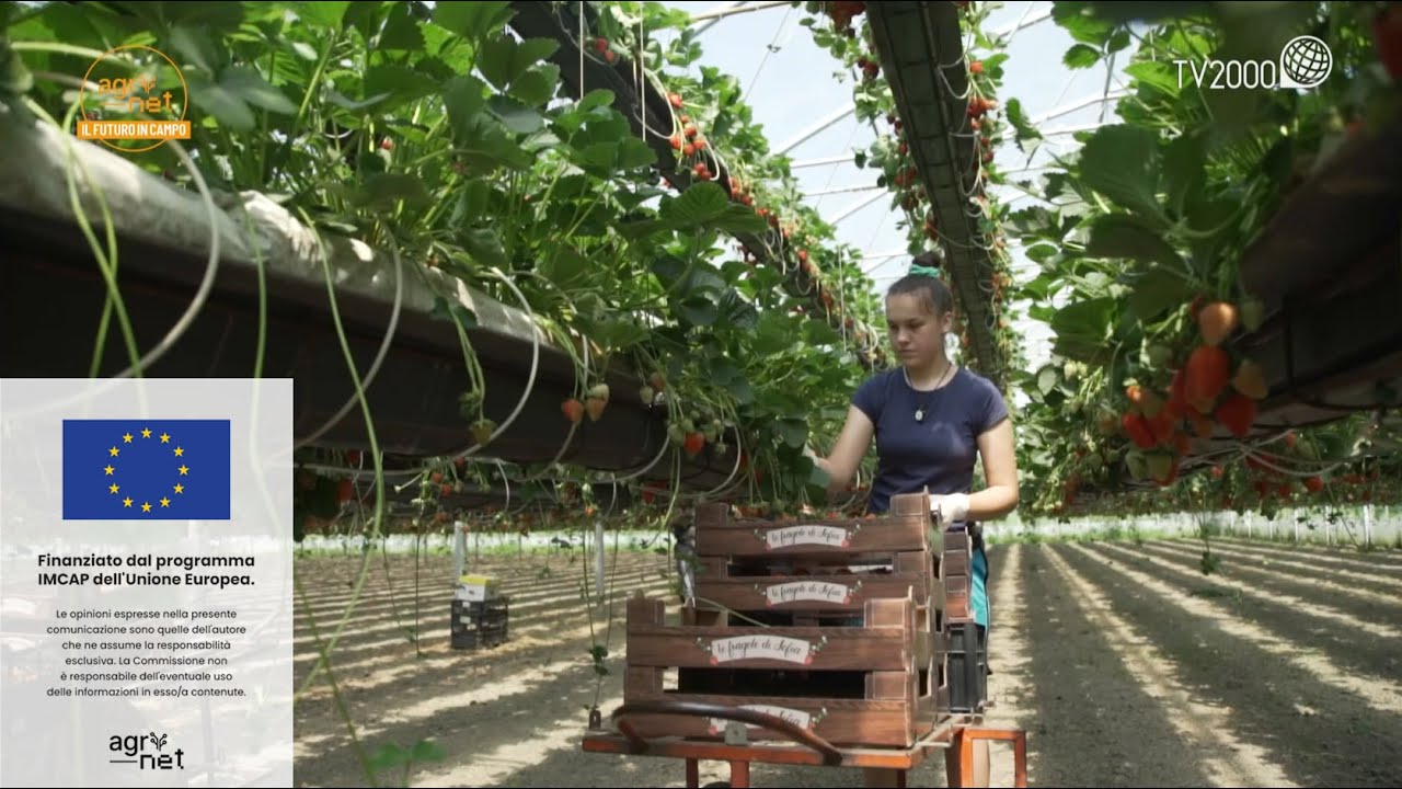 Agrinet - Coltivazione e innovazione: le fragole di alta qualità, sane e sostenibili del rovigotto