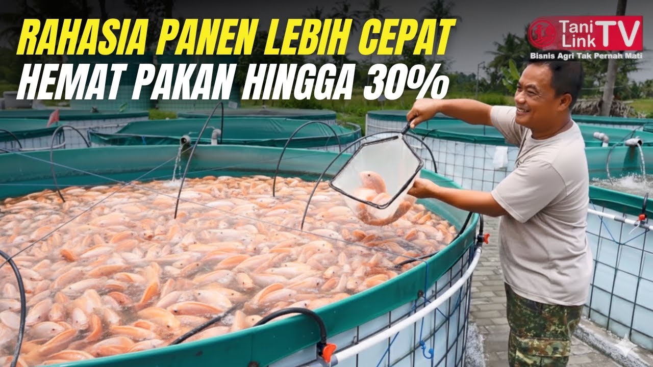 RAHASIA Hemat Pakan 30% dan Panen Cepat 3 Bulan! Kunci Sukses Budidaya Nila Bioflok