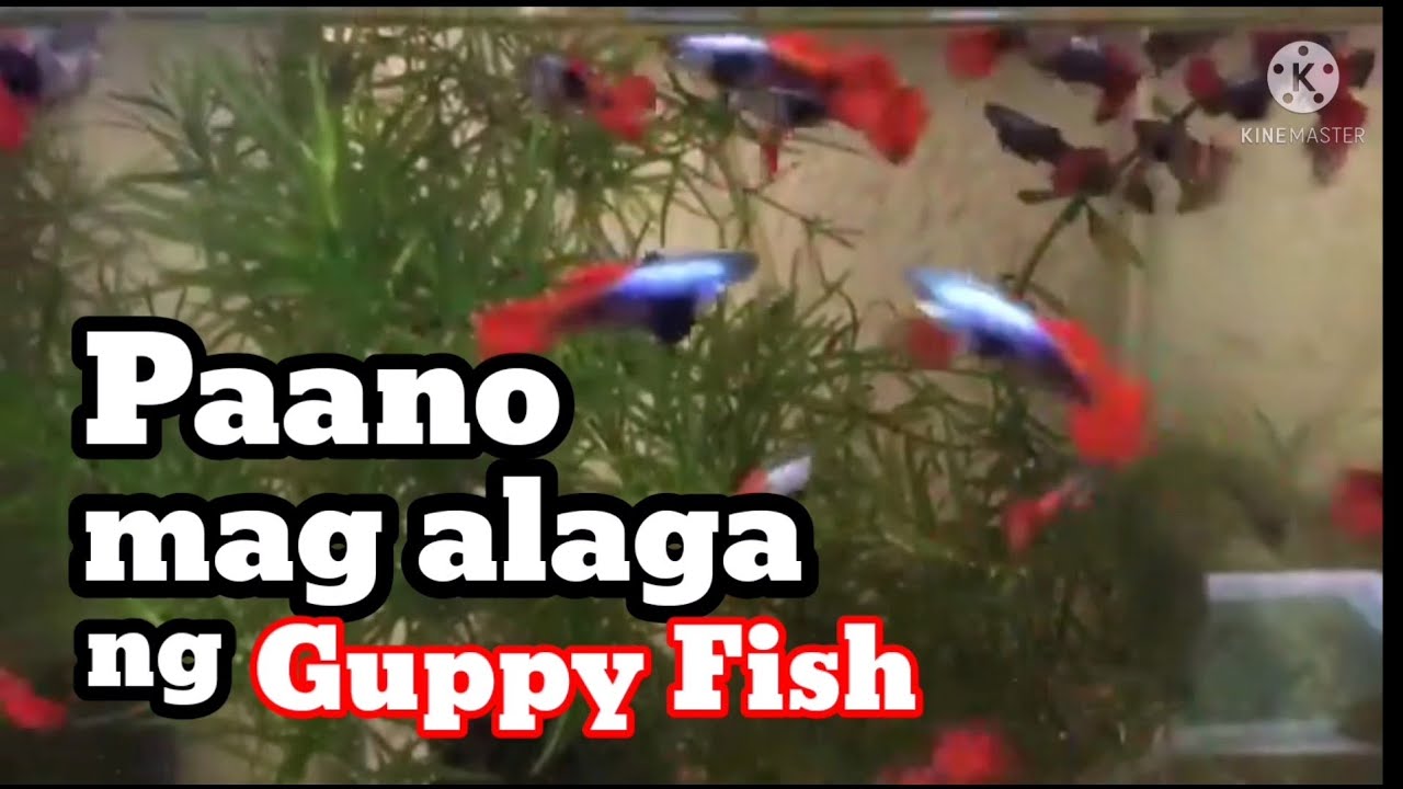 Paano mag alaga ng Guppy Fish