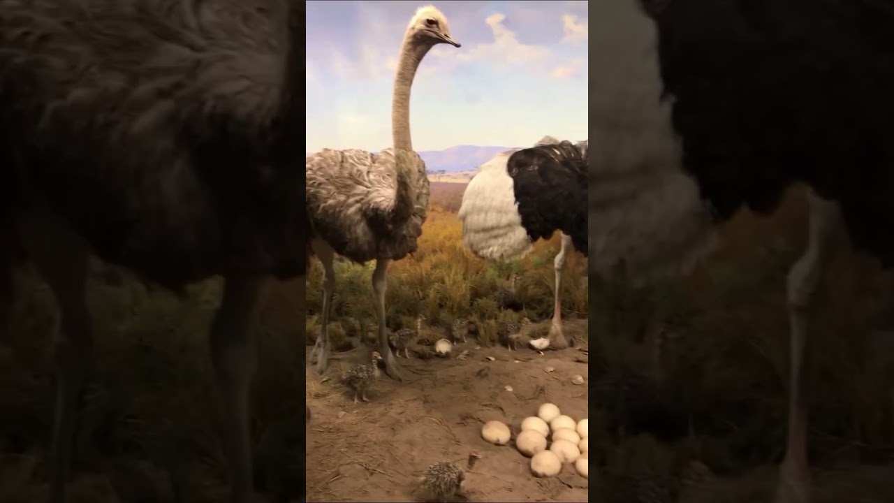 American Museum of Natural History