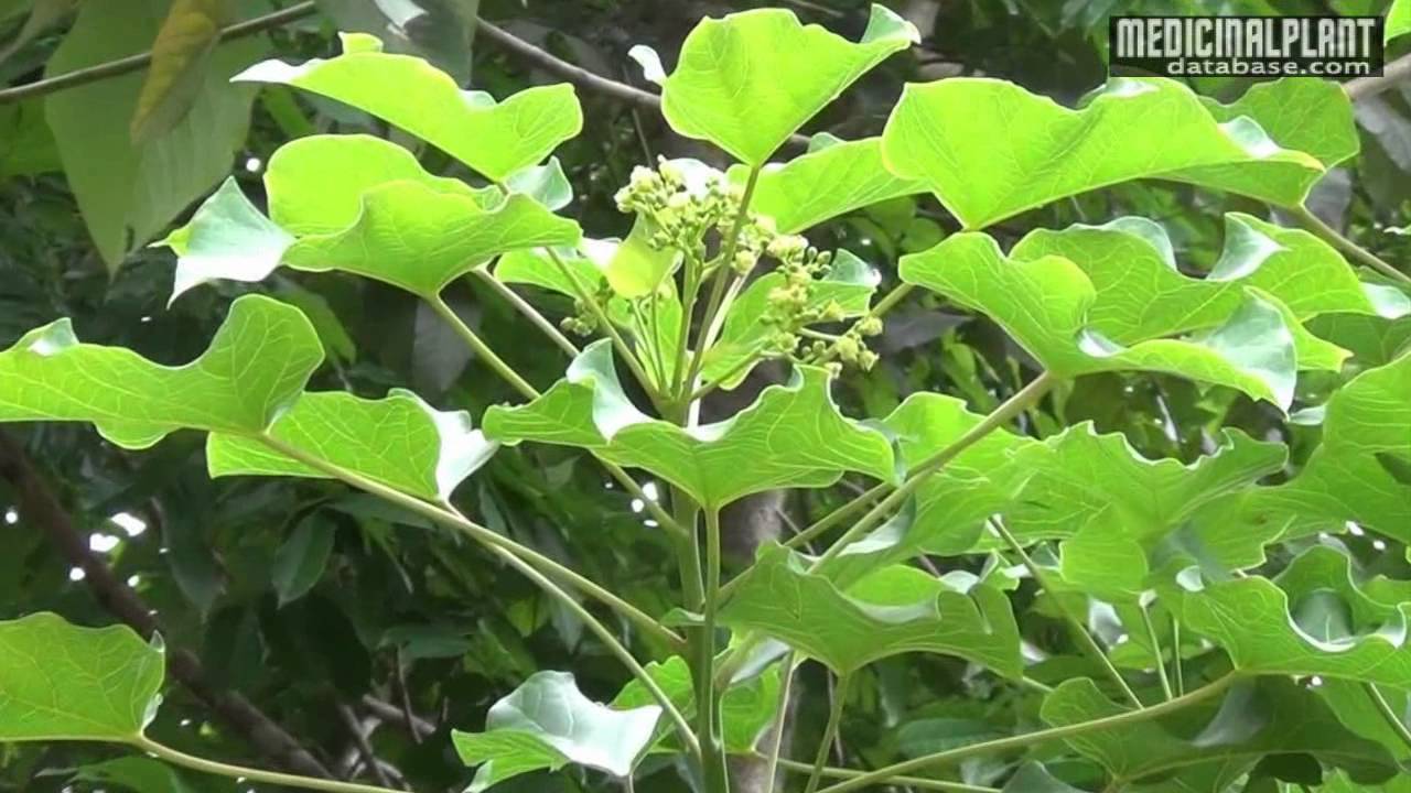 Jatropha curcas