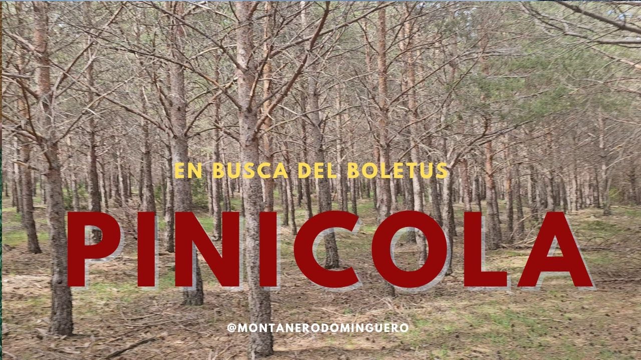 Boletus Pinicola de ¿Primavera?
