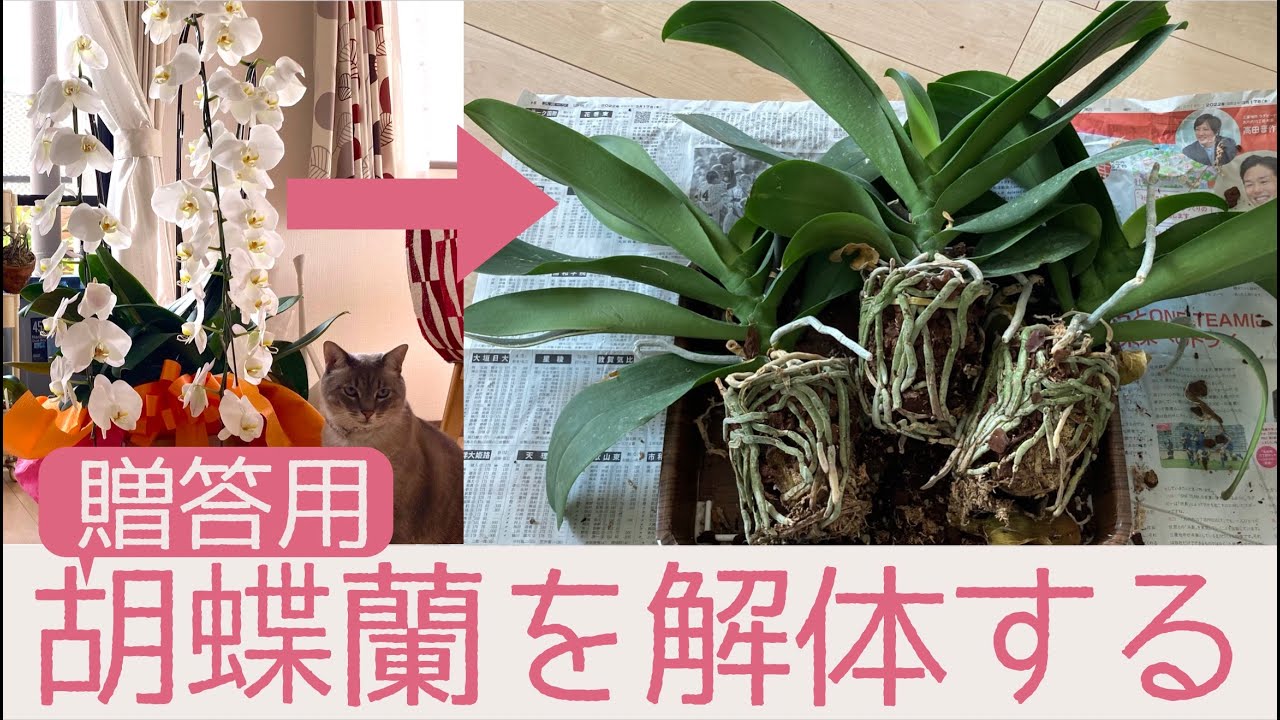 【胡蝶蘭がやってきた】ラッピング取りからの解体と、根っこの整理。