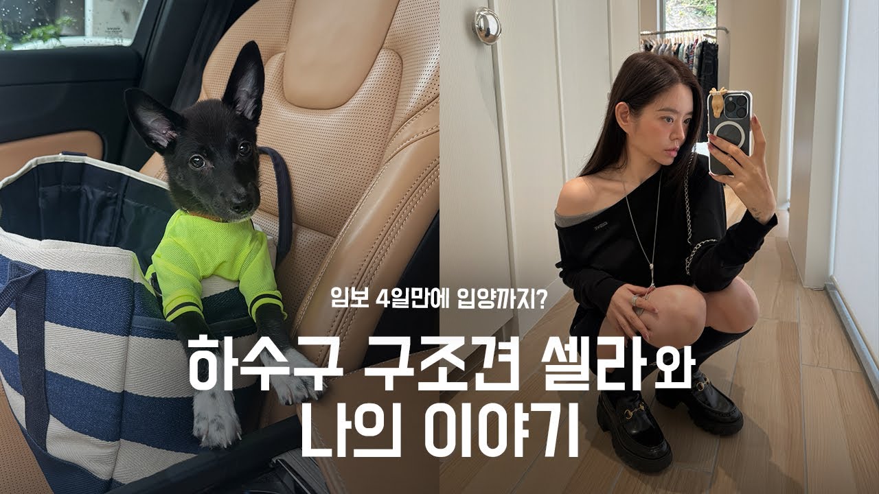 하수구에서 구조된 유기견 셀라와 나의 이야기 🐕  |  유기견 임보부터 입양 브이로그🐾