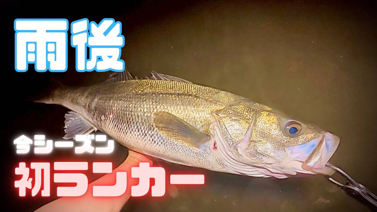 雨後で今年初ランカー！