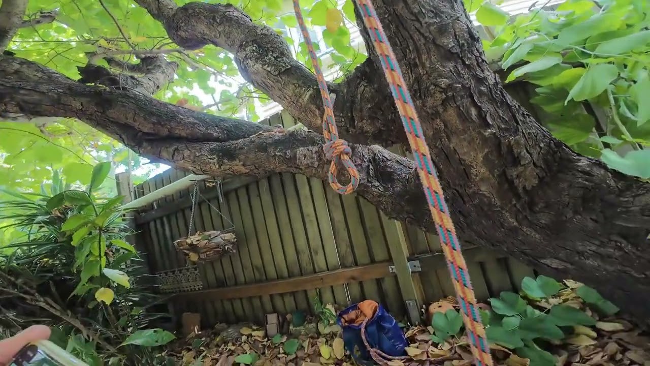 Bryn Norris - AHCARB316 Perform pruning operations - Tree Type 2
