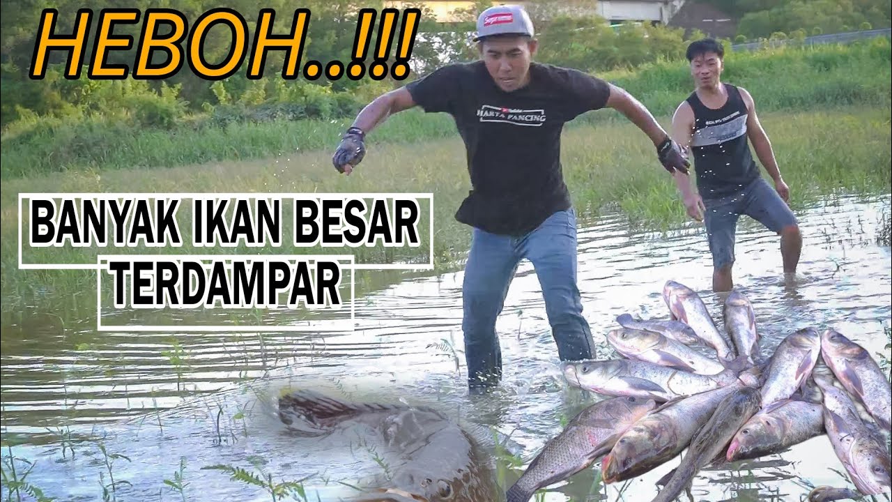 Rezeki nomplok..!! Para pemancing dihebohkan ikan2 besar terdampar di sawah warga