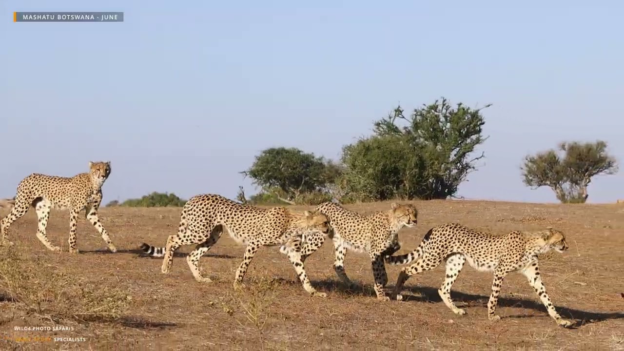 Mashatu Botswana - Game Drives - June 2025