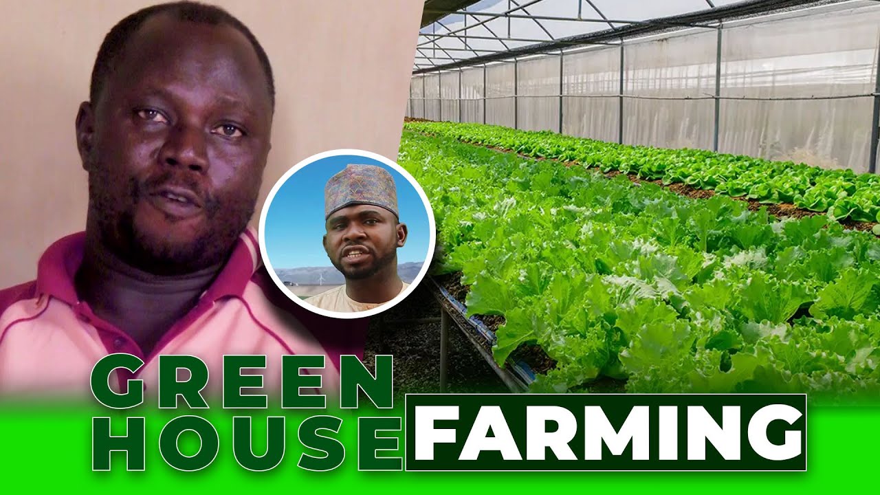 Inside Kuje’s Farming Revolution: How Nigerian Farmers Are Battling Climate Change & Rising Costs