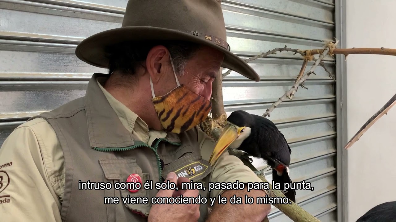 BUIN ZOO TE ACOMPAÑA EN CASA (Las crías de Tucán) Parte 1