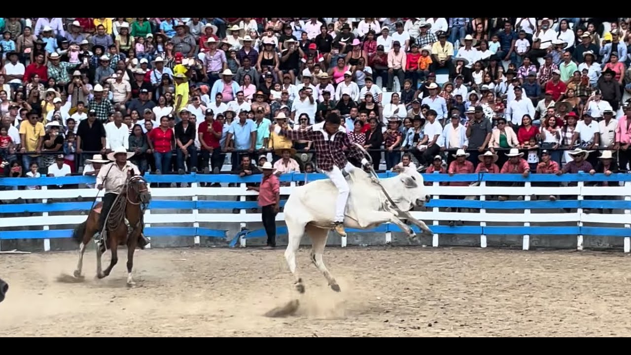RODEO MONTUBIO COLIMES 2025, Los Mejores Jinetes del Ecuador reviviendo fiestas y tradiciones.