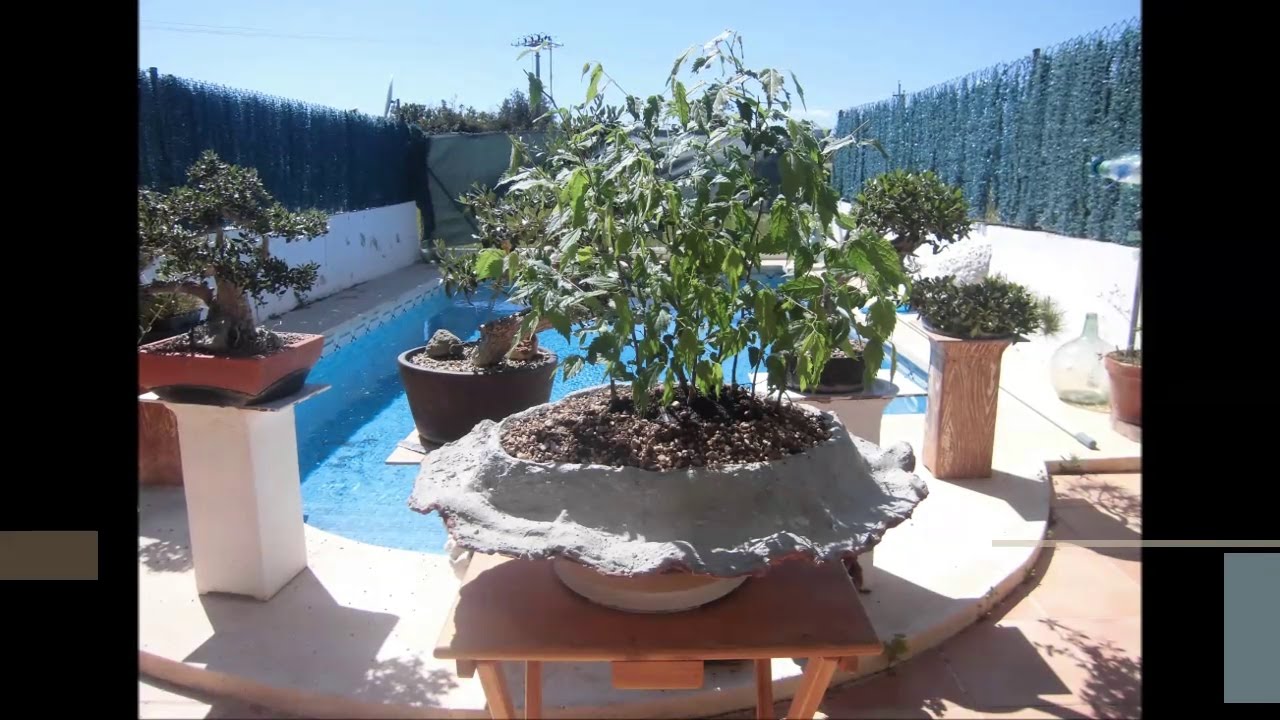 Hacer una maceta casera para un bonsái en bosque