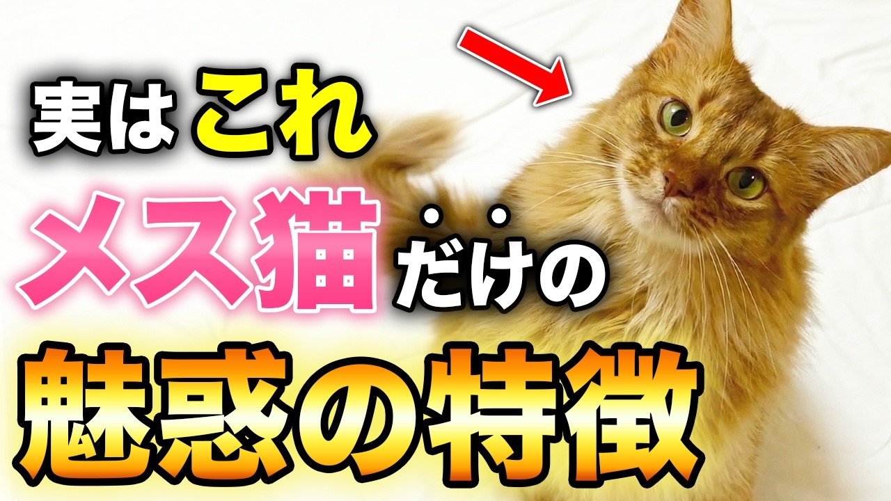 【オス猫とはココが違う】メス猫だけの魅惑の特徴13選！