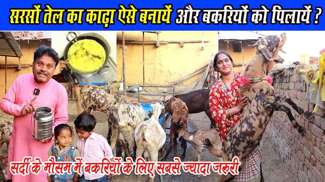 सरसों तेल का काढ़ा ऐसे बनाएं और बकरियों को पिलाएं।  Sarson Tel ka kada Bakriyon ke liye