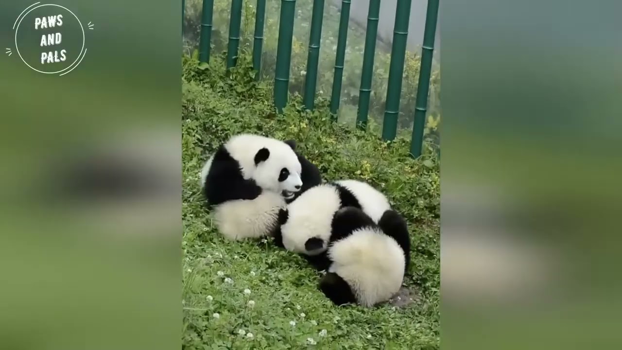 🐶고전이지만 너무 좋아서 다시 올립니다. ✨#animal #팬다