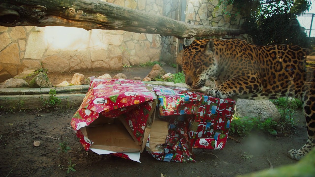 Enriquecimiento ambiental navideño | JAGUARES y LINCES | Navidad 2020-2021