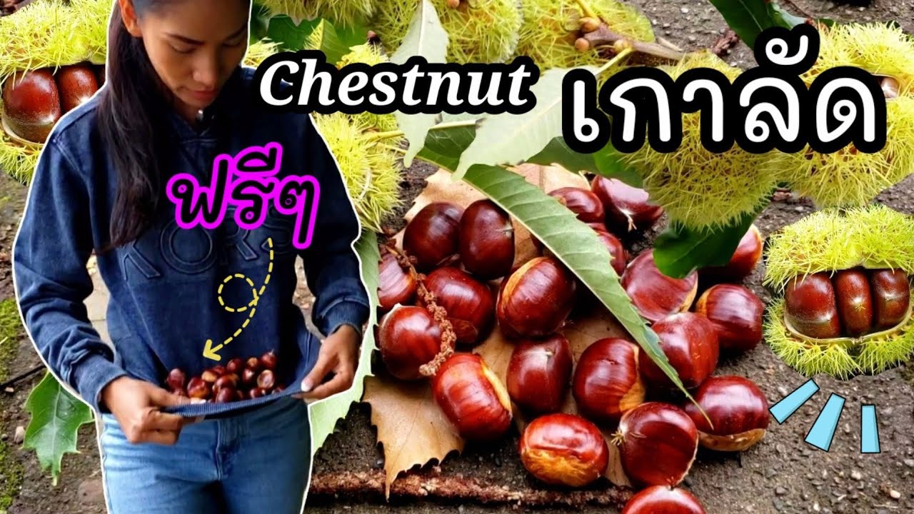 เก็บเกาลัดสดๆจากต้น เดินดูของมือสองที่ เมืองเก่า/ ซีแอตเทิล / ชีวิตในอเมริกา