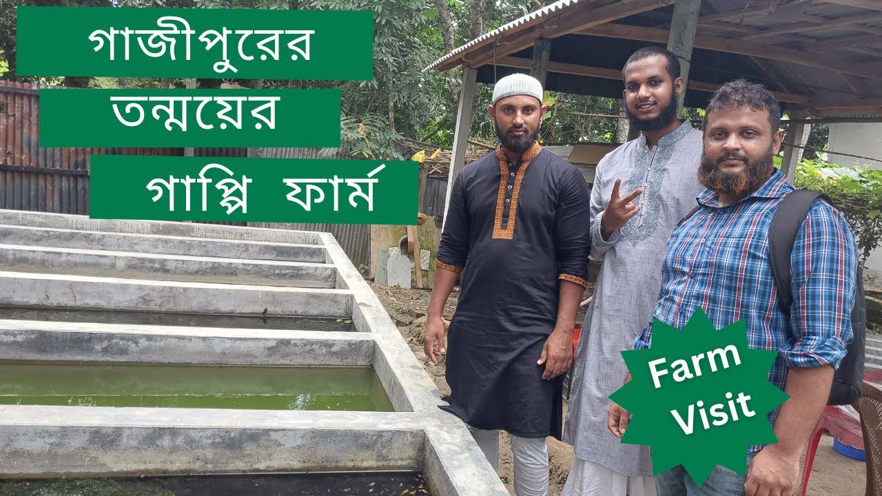 আসুন ঘুরে আসি গাজীপুরের তন্ময়ের গাপ্পি ফার্ম থেকে | Farm visit of Tonmoy Gazipur Bagher Bazar