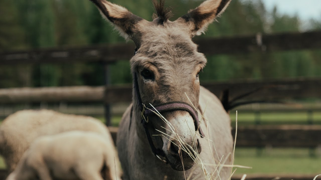 Herbivorous Animals 🐎 Names and Sounds🌿