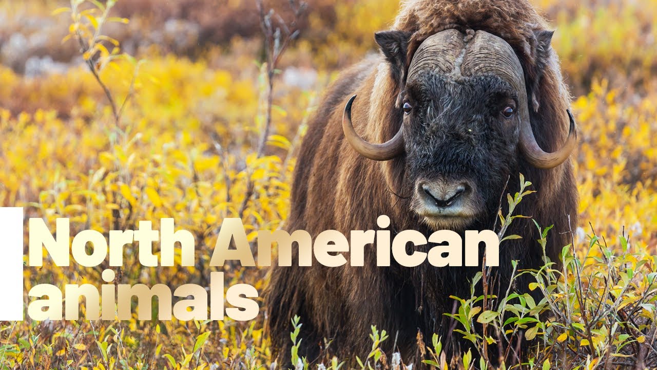 North American Animal Names and Sounds