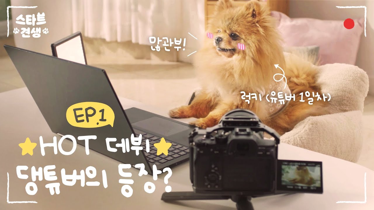 [스타트 견생] Ep.1 댕튜버 럭키의 언박싱 도전!