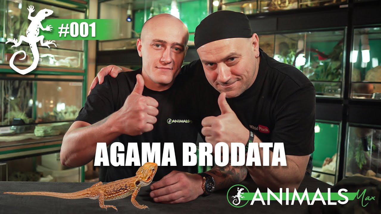 Agama brodata (Pogona vitticeps) w pigułce | PIERWSZY FILM NA KANALE!