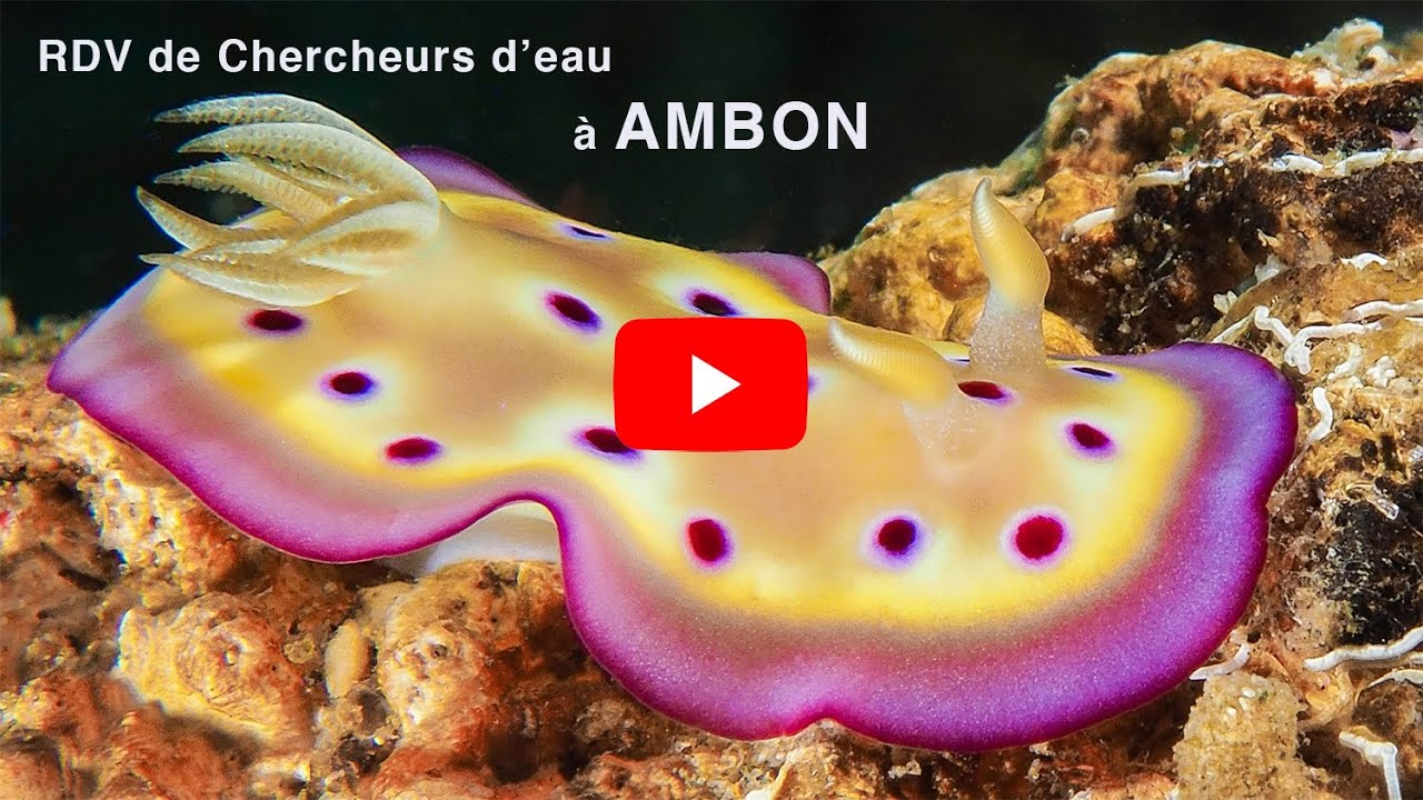 INDONESIE Les étranges plongées d’Ambon