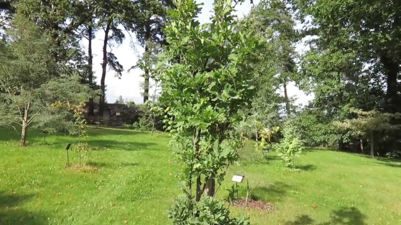Quercus x bimundorum 'Crimschmidt' kř&iacute;ženec dubu b&iacute;l&eacute;ho a letn&iacute;ho