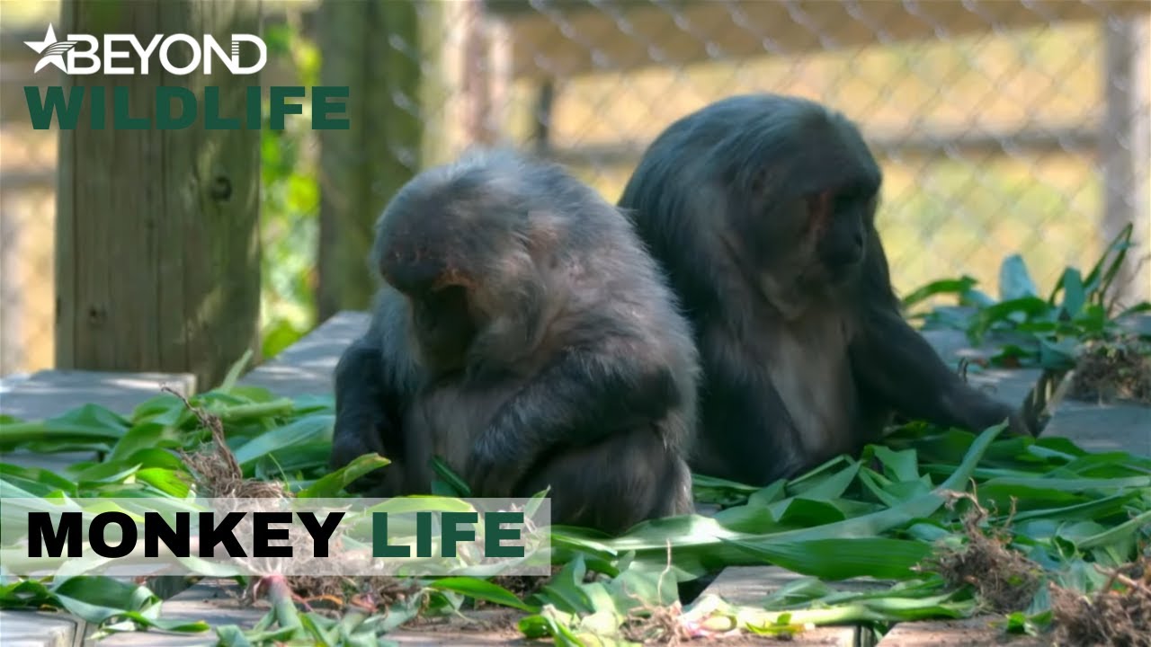 S11E19 | Sweet Treat Time For The Stumpies | Monkey Life | Beyond Wildlife