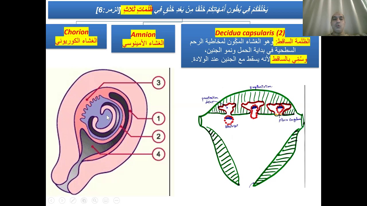 7- خَلْقًا مِنْ بَعْدِ خَلْقٍ فِي ظُلُمَاتٍ ثَلاثٍ