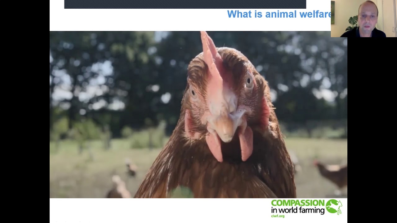 Compassion in World Farming