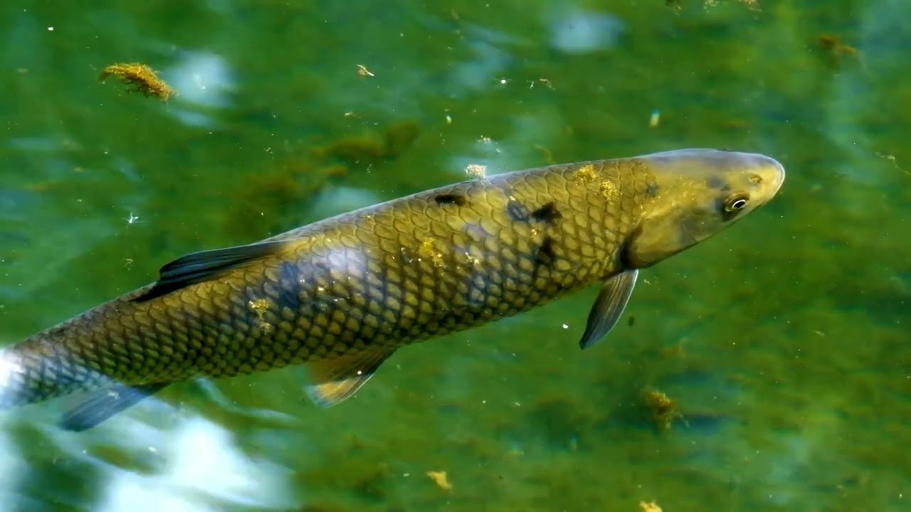 Fish