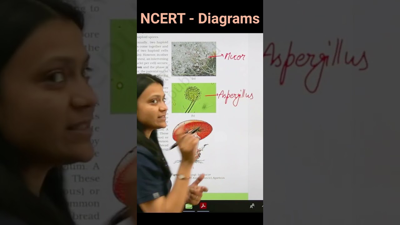 Identify The  Diagrams of Fungi | Biology NEET | NCERT important Diagrams for NEET #neet2025 #ncert