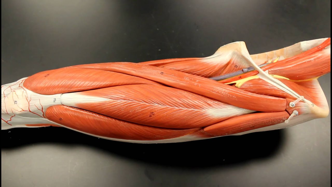 MUSCULAR SYSTEM ANATOMY: Anterior thigh muscles model description. Somso