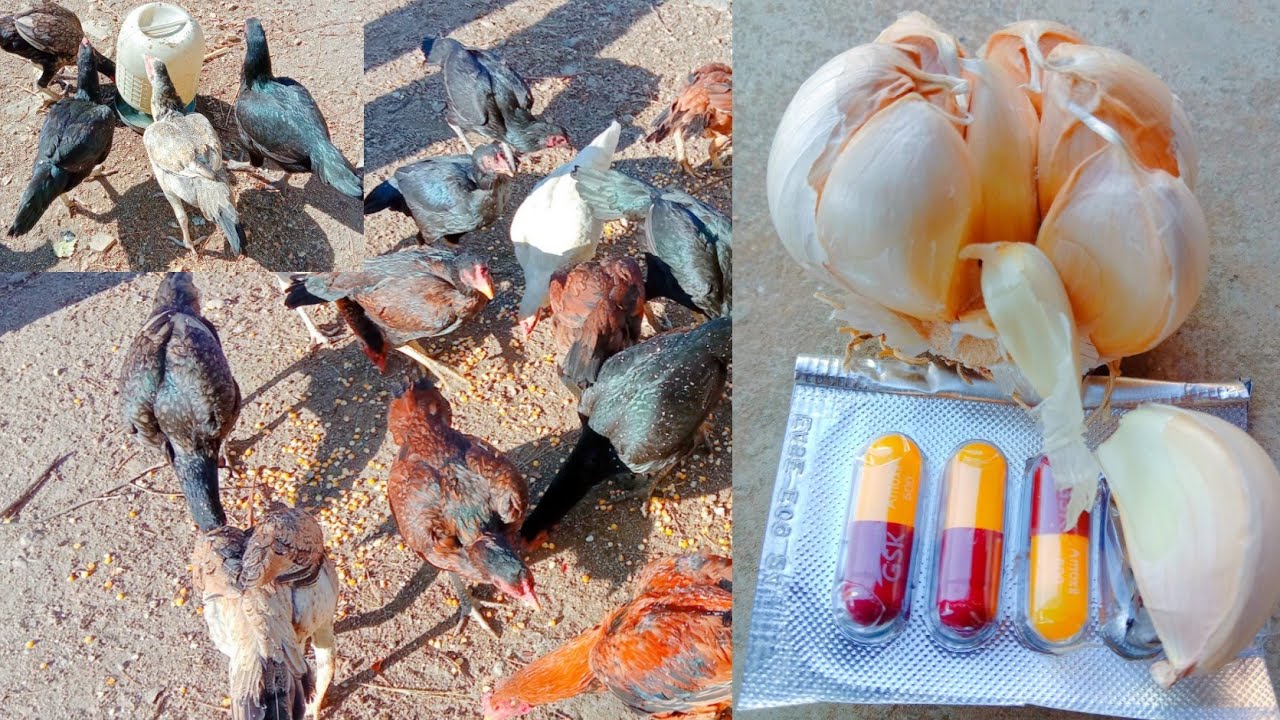 how to use amoxicillin for chickens|how to use garlic for chickens|benefits of amoxicillin + garlic