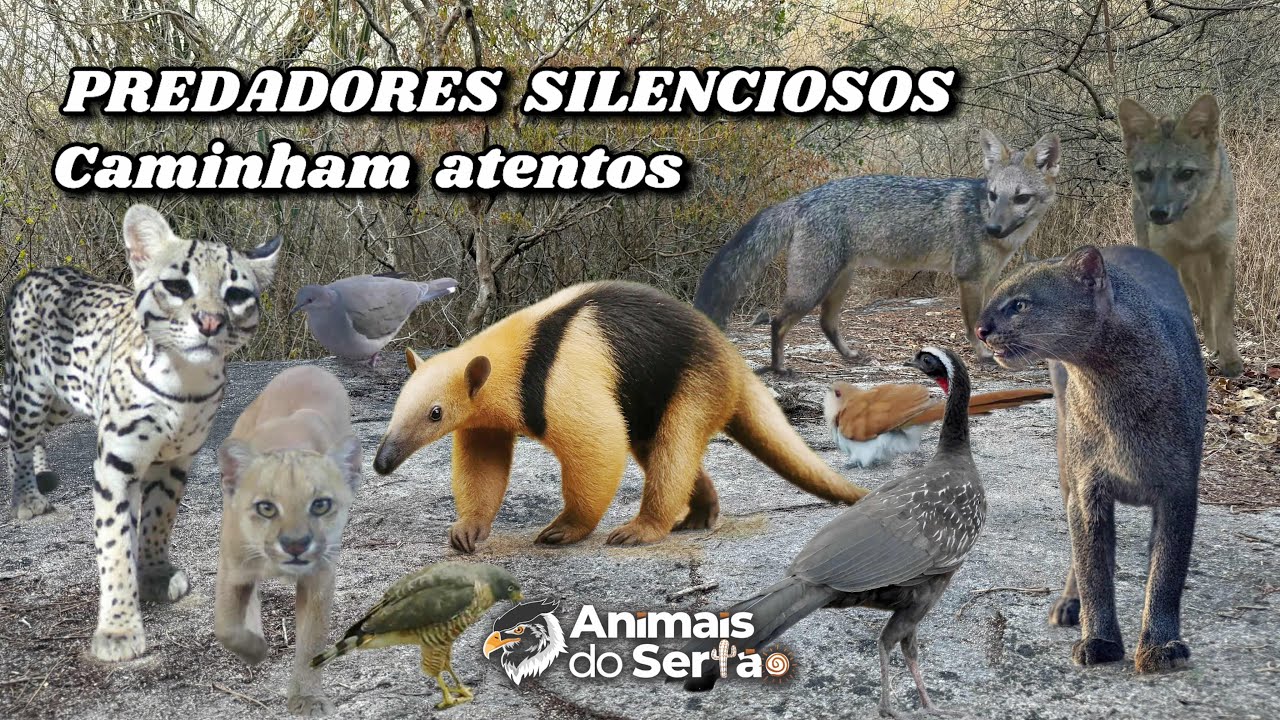 MAIS UM CAPÍTULO INCRÍVEL DA VIDA SELVAGEM NA CAATINGA