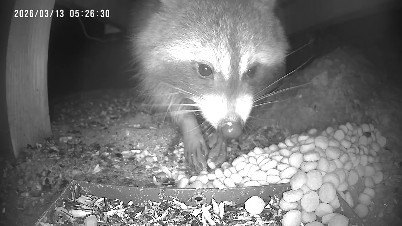 Watching Nature and Raccoons at UnBroken Foundation in Ohio