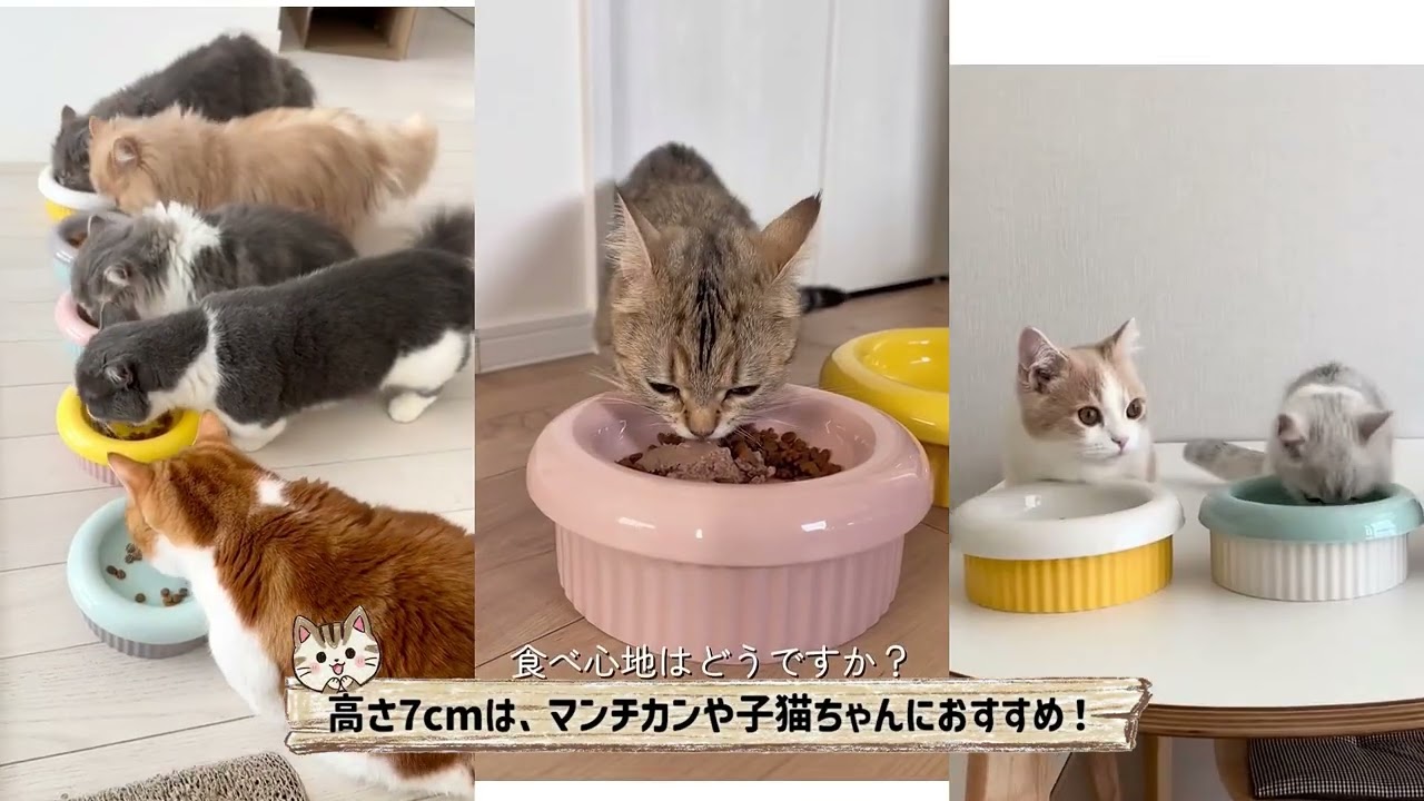 良いご飯よりも大事な食器 🐱🐶
