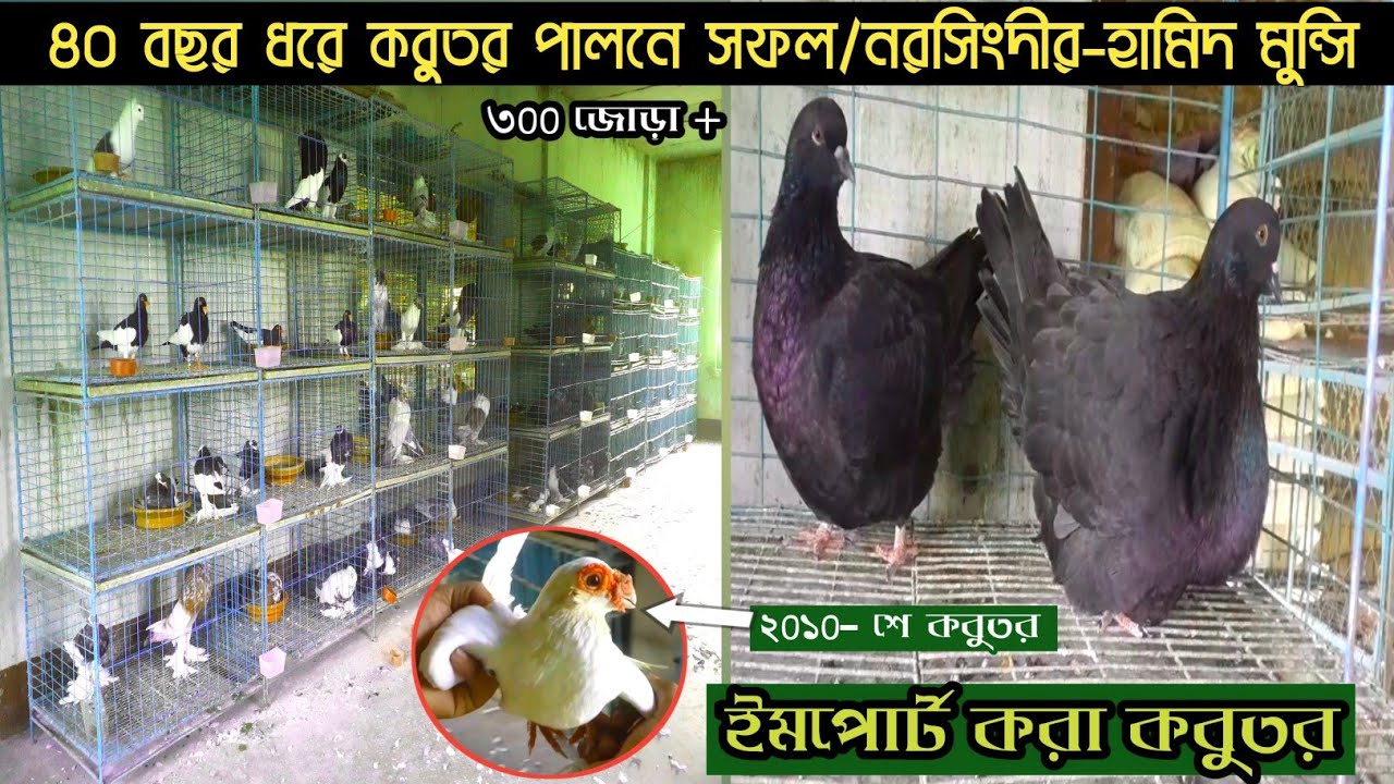imported fancy pigeons farm। ফেন্সি কবুতরের খামার করে সফল নরসিংদী হামিদ-মুন্সি