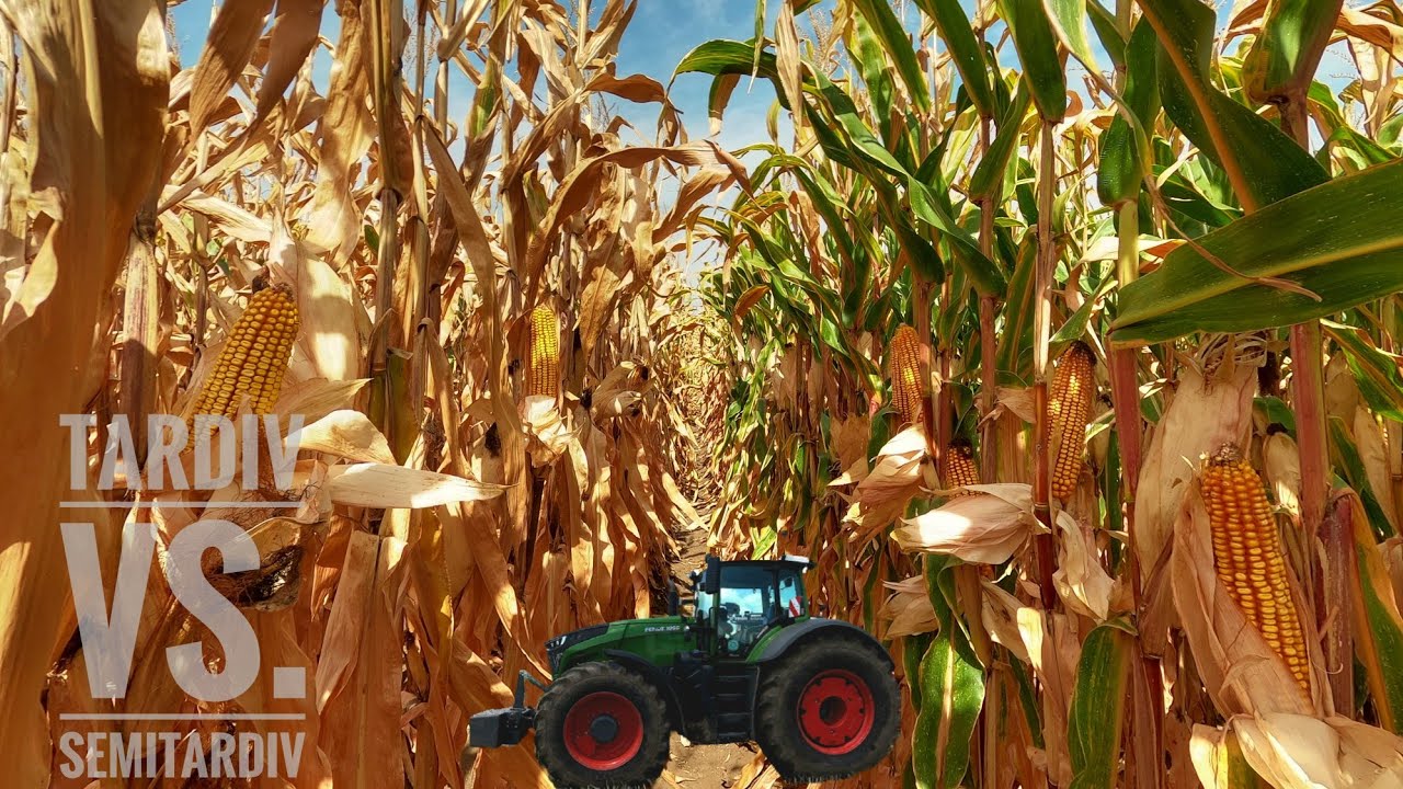 Jurnal de cultura S20E15: Tardivi vs. Semitardivi. Porumb in seceta anului 2020 Agricultura durabila