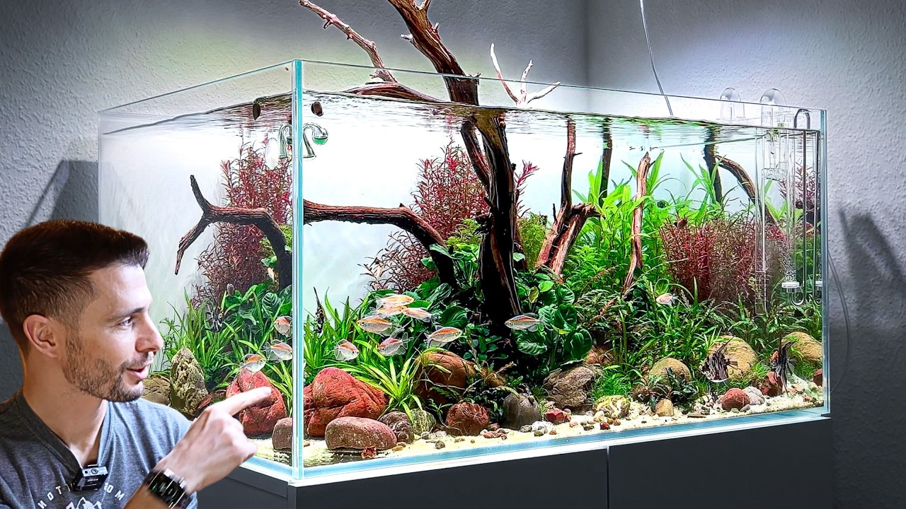 240L Angelfish Aquarium inspired by MD Fish Tanks