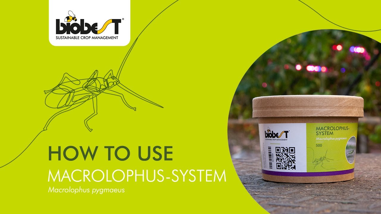 How to use Macrolophus-System from Biobest